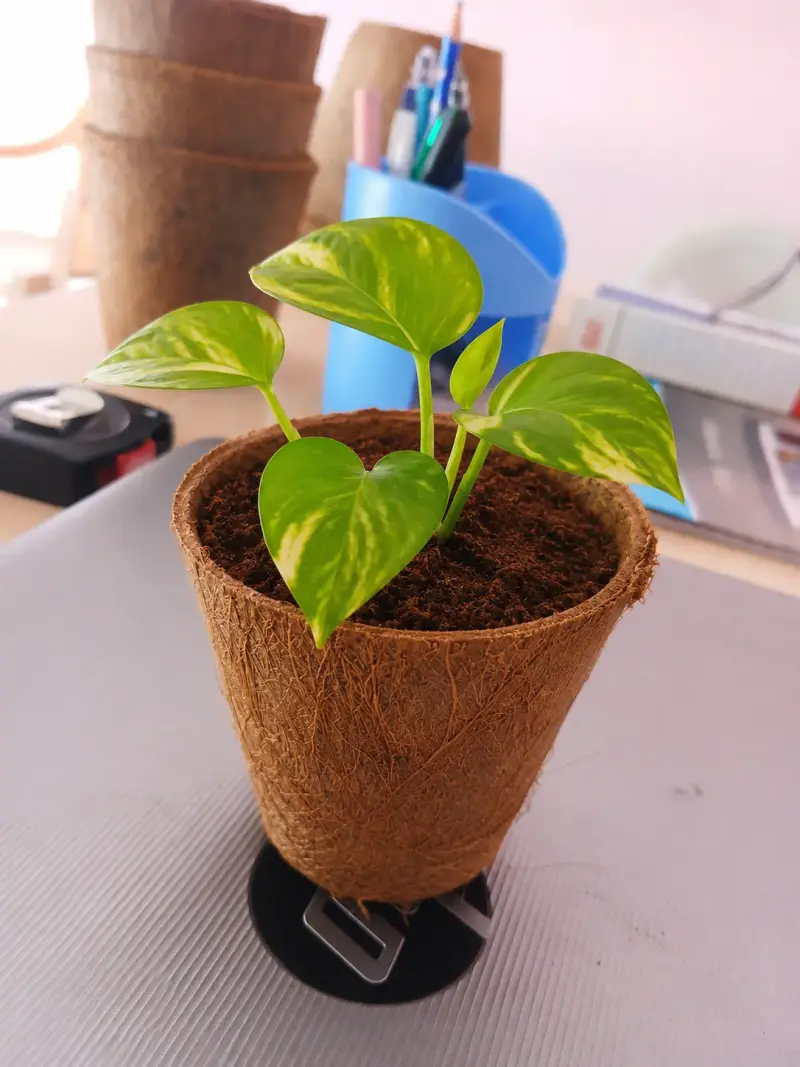 Zero Transplant Shock with Eco-friendly Coir Pots - Manufacturer of Grow Bags and Coir Products in India